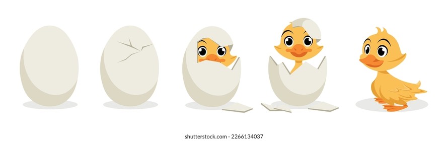 Vector illustration of cute and beautiful ducklings on a white background. Cute duckling hatching characters: whole egg, crack on the egg, duckling hatched in cartoon style.