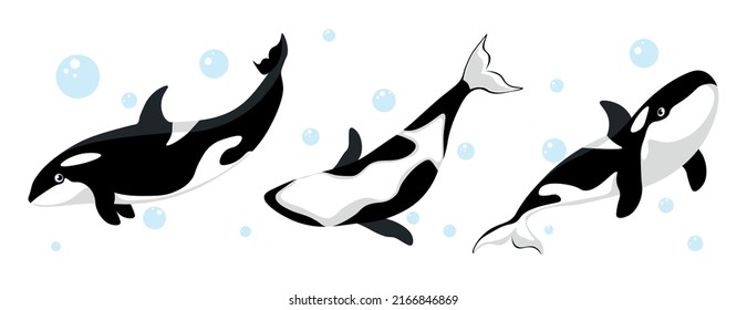 Vector illustration of cute and beautiful killer whales on white background. Charming characters in different poses from below , side view and interesting looks and bubbles around in cartoon style.