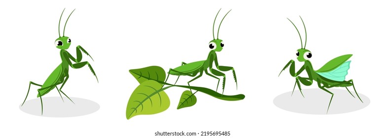 Vector illustration of cute and beautiful mantis on white background. Charming characters in different poses, sit on branch, wants to take off in cartoon style.