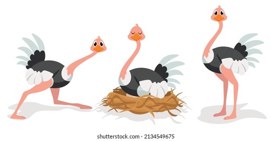 Vector illustration cute and beautiful ostrich on white background. Charming character in different poses with runs, sits on eggs and stands in cartoon style.