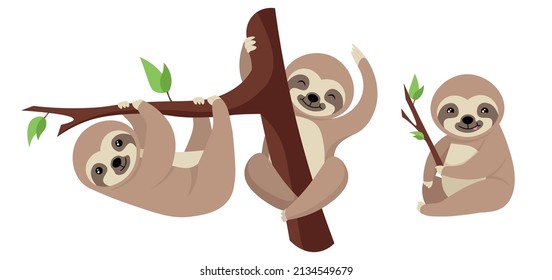 Vector illustration cute and beautiful sloth on white background. Charming character in different poses with holding on to a branch and a tree, cute sitting with a branch in cartoon style.