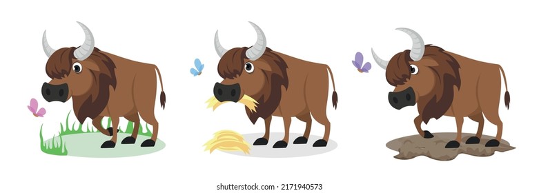 Vector illustration of cute and beautiful yaks on white background. Charming bull  in different poses walk, eat hay, and are aggressive in cartoon style.