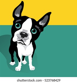 vector illustration of a cute Boston Terrier Dog with space for text. For posters, cards, banners, t-shirts