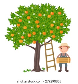 A vector illustration of a cute boy picking oranges from the tree
