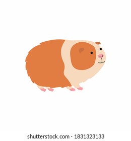 Vector illustration of cute cartoon guinea pig.