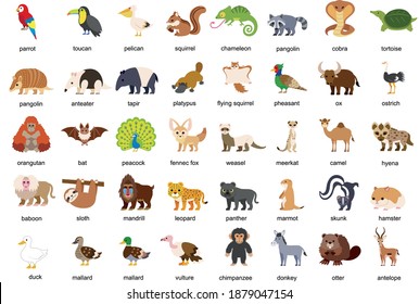 Vector illustration of cute cartoon safari zoo animals set: 