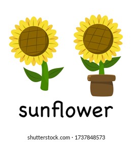 Vector Illustration Cute Cartoon Sunflower isolated on white background , minimal style , Botanical