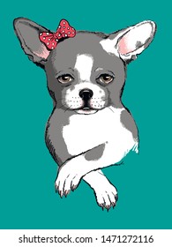 Vector illustration with a cute chihuahua with bow. Color portrait of a little dog. Drawn puppy. Chihuahua sketch. Image for printing on clothes