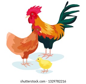 Vector illustration of cute colorful  rooster cock and chicken hen and little yellow chick as a family isolated on white background