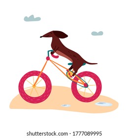 A vector illustration of a cute Dachshund wiener dog on a bicycle. Summertime illustration