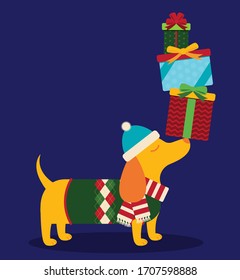 A vector illustration of a cute dapper Dachshund wiener dog wearing a sweater, scarf and winter hat and holding a stack of Christmas gifts on his nose