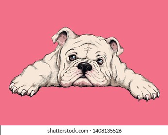 Vector illustration with a cute english bulldog. Drawn puppy. color portrait of a  dog. Image for printing on clothes