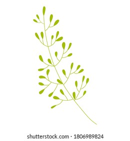 Vector illustration: cute flower twig. Spring flower isolated on white background. Illustration for wedding design, greeting card.