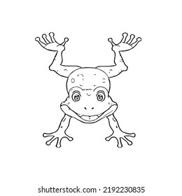 Vector illustration cute frog