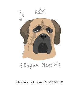 vector illustration of cute funny face english mastiff dog. Sketch on the white background