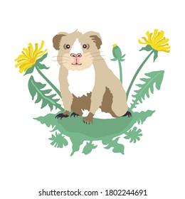 Vector illustration of a cute funny guinea pig in dandelions. Hand drawing pet.