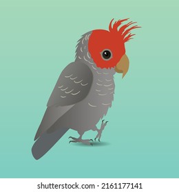 A vector illustration of a cute Gang gang  cockatoo. He is holding one paw up. He looks very cute. Bright green gradient background. Its a male bird, because his crest and head are red.