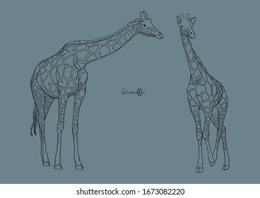 Ilustración vectorial de la linda jirafa 