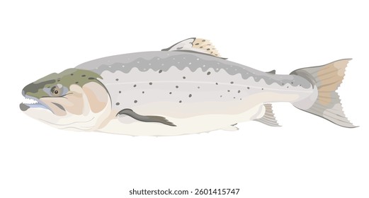 Vector illustration of cute gray atlantic salmon Fish. Cartoon marine life  isolated on white.
