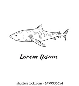 Vector illustration with cute hand drawn shark. Marine animals collection. Outline sketch. May use as a coloring page