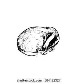 Vector illustration of cute hand drawn badger sleeping in the grass. Ink drawing, graphic style. Beautiful design elements.