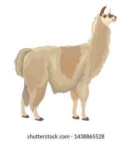 Vector illustration of cute lama stand isolated