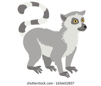 vector illustration of a cute lemur standing on four legs