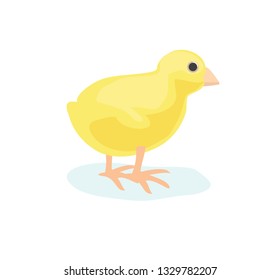 Vector illustration of cute little yellow baby chick chicken isolated on white background