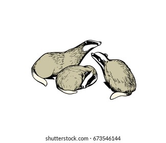 Vector illustration of cute loving hand drawn badgers. Ink drawing, graphic style. Beautiful design elements.