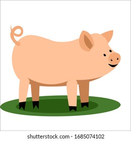 Vector illustration of a cute mini pig in cartoon style isolated on white background.