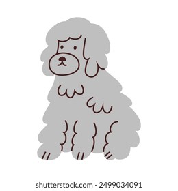 Vector illustration of a cute poodle dog with curly fluffy fur. Cartoon flat style, bichon, havanese or barbet puppy. Domestic animal icon for animal lovers, grooming salon, vet clinic