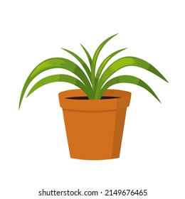 Сhlorophytum. Vector illustration of cute potted plant. Isolated element. Flat style.