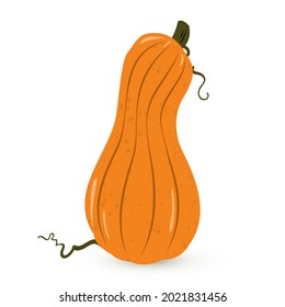 Vector illustration of cute pumpkin or cucurbita isolated on white background. Cartoon flat orange pumpkin for farm market, fall banners, Thanksgiving day, Halloween. Autumn Cucurbita moschata. 