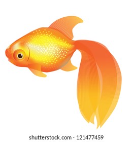 Vector illustration of a cute shining goldfish.