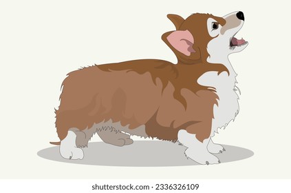 Vector illustration of a cute short-legged corgi. Concept for pet supplies or veterinary clinic.
