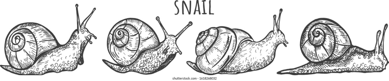 Vector illustration of cute snails set. Clam insect with shell house side and three quarters view. Vintage hand drawn style.