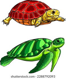 vector illustration of cute turtle set on white background. digital hand draw design