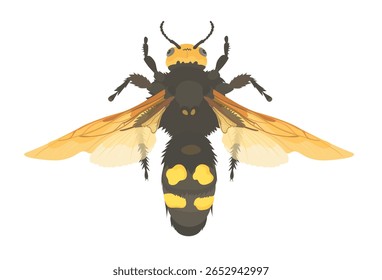 Vector illustration of cute wasp. Cartoon fly insect isolated on white background.