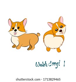 Vector illustration of cute Welsh corgi.Hand drawn on white background.