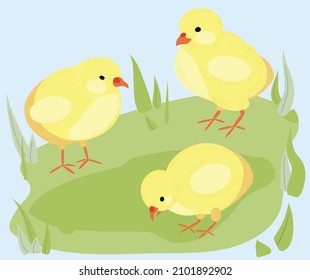 Vector illustration of cute yellow small chicks feeding on a grass land