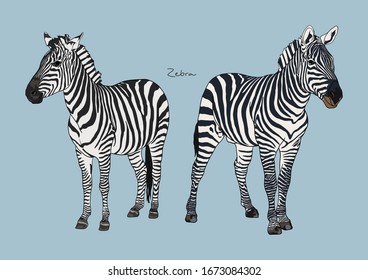 Vektorillustration Illustration des süßen Zebra