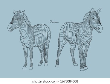 Vector Illustration of cute Zebra