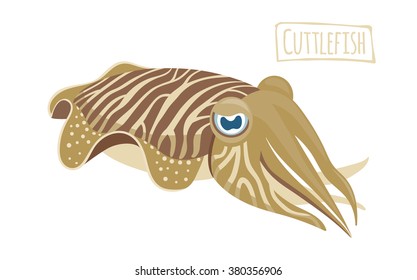 Vector illustration of a cuttlefish, cartoon style