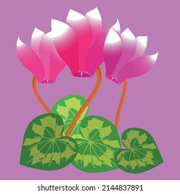 Vector illustration of cyclamen flower.