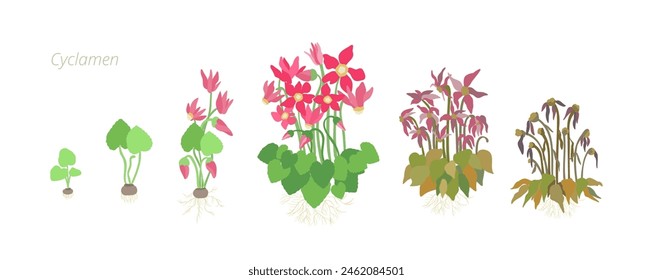 Vector Illustration of Cyclamen Growth Stages. Caring for house plants. Flower lifecycle.