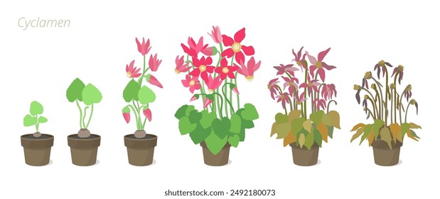 Ilustración vectorial de etapas de crecimiento de ciclamen en una maceta. Cuidando las plantas de la casa. Ciclo de vida floral.