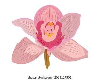 Vector illustration of cymbidium orchid, sketch, bicolor and pinkish purple orchids with isolated background