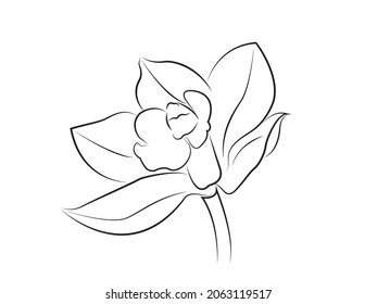 Vector illustration of cymbidium orchid, sketch, bicolor and pinkish purple orchids with isolated background