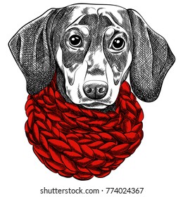 Vector illustration of a Dachshund dog for a Christmas card. Dachshund with a red knitted warm scarf. Merry Christmas in the year of the dog. New Year's Eve 2018