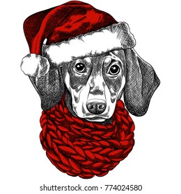 Vector illustration of a Dachshund dog for a Christmas card. Dachshund with a red knitted warm scarf and a santa hat. Merry Christmas in the year of the dog. New Year's Eve 2018